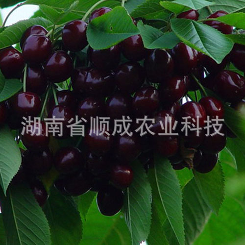 南方、進(jìn)口黑櫻桃